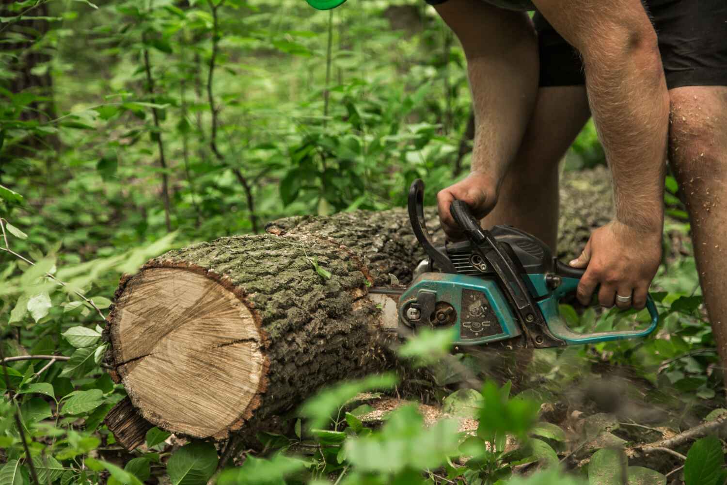 Best Tree Removal for Businesses  in USA